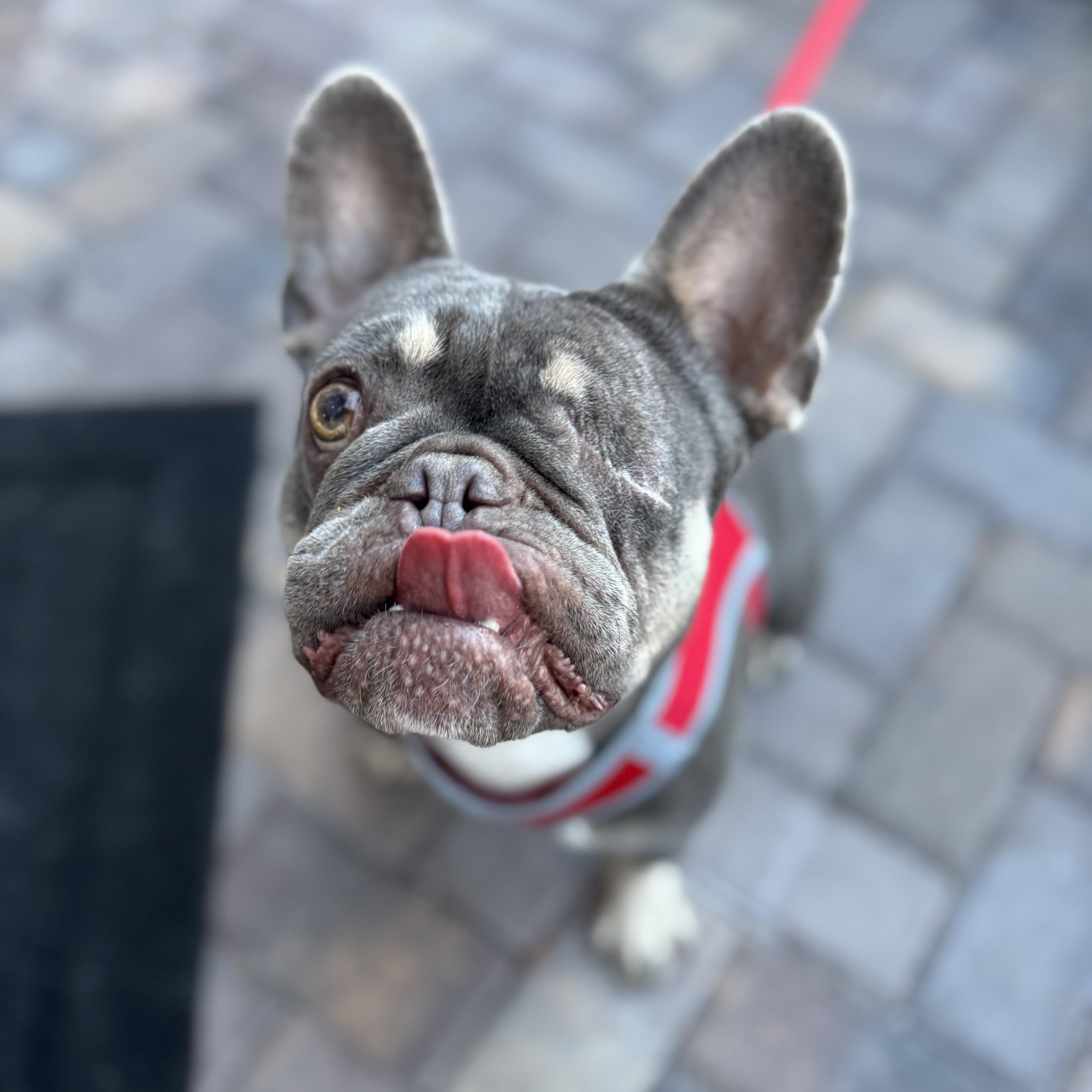 Cider, ADOPTABLE, Adult Female French Bulldog.