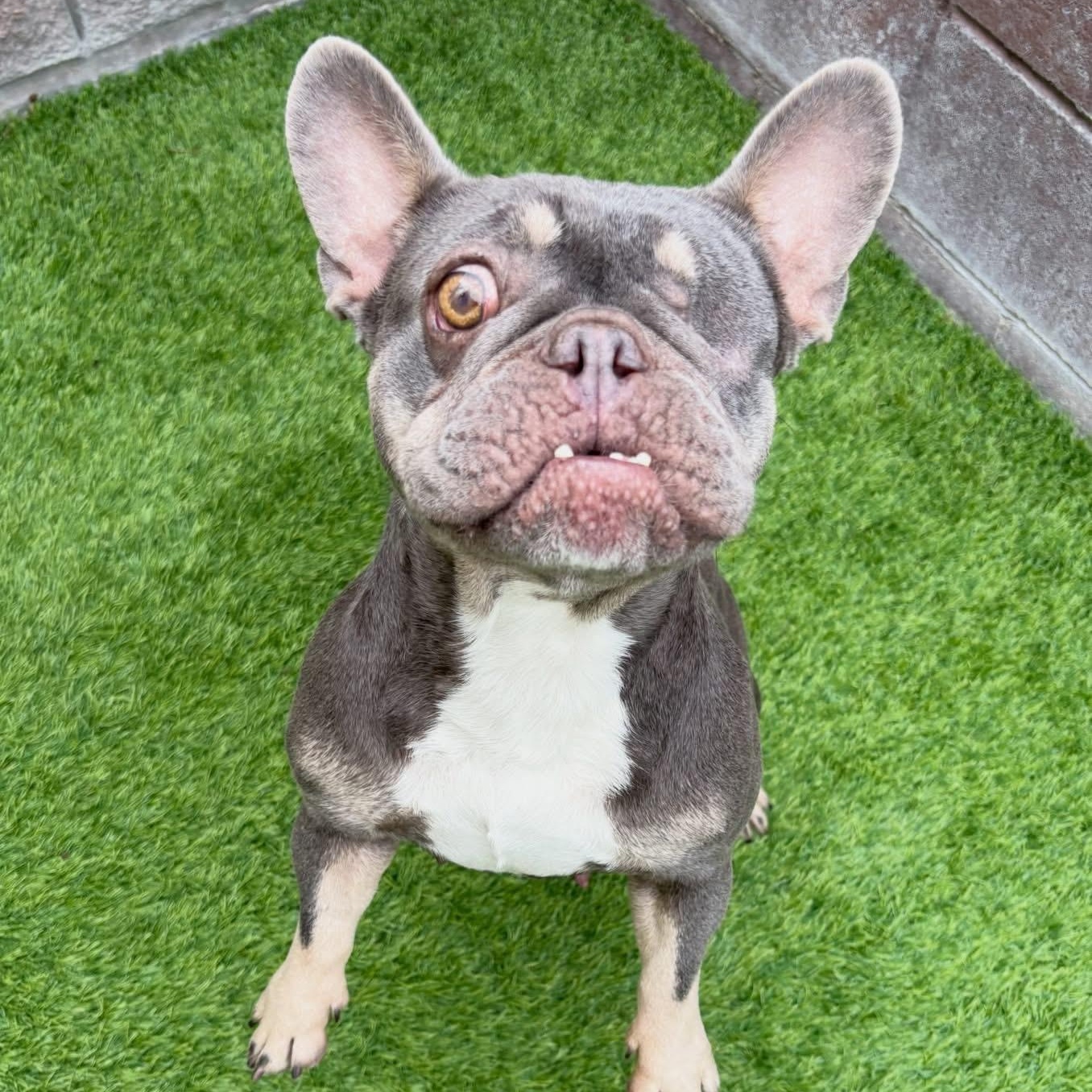 Enlarge Cider, a ADOPTABLE French Bulldog in Henderson, NV image 3/5