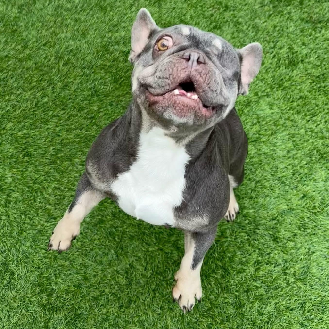 Enlarge Cider, a ADOPTABLE French Bulldog in Henderson, NV image 1/5