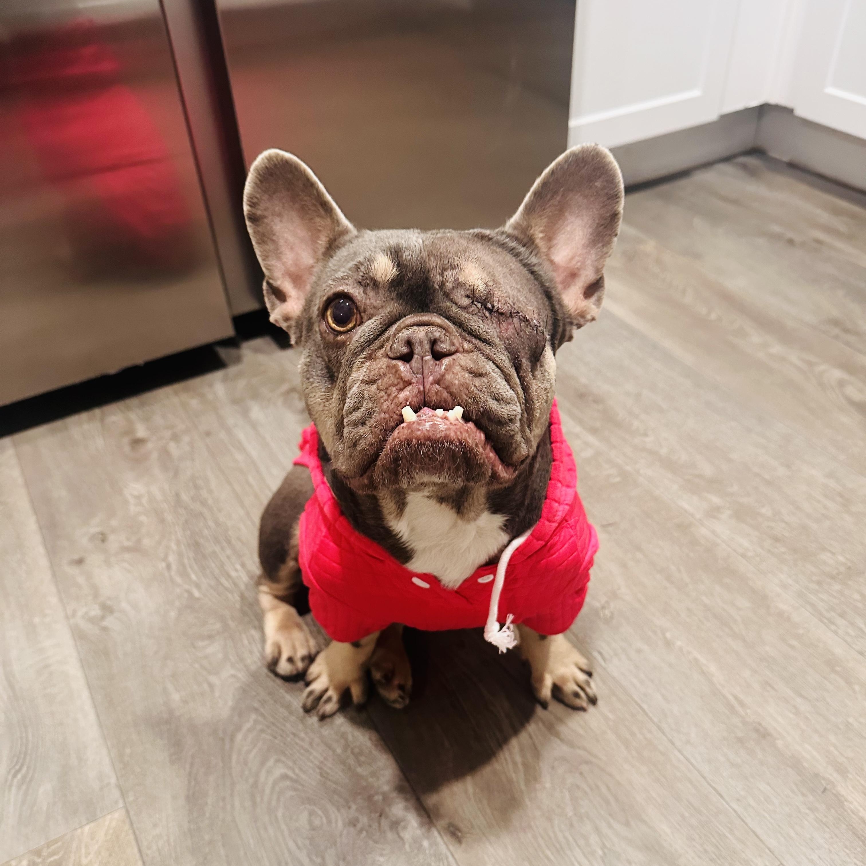 Enlarge Cider, a ADOPTABLE French Bulldog in Henderson, NV image 1/1
