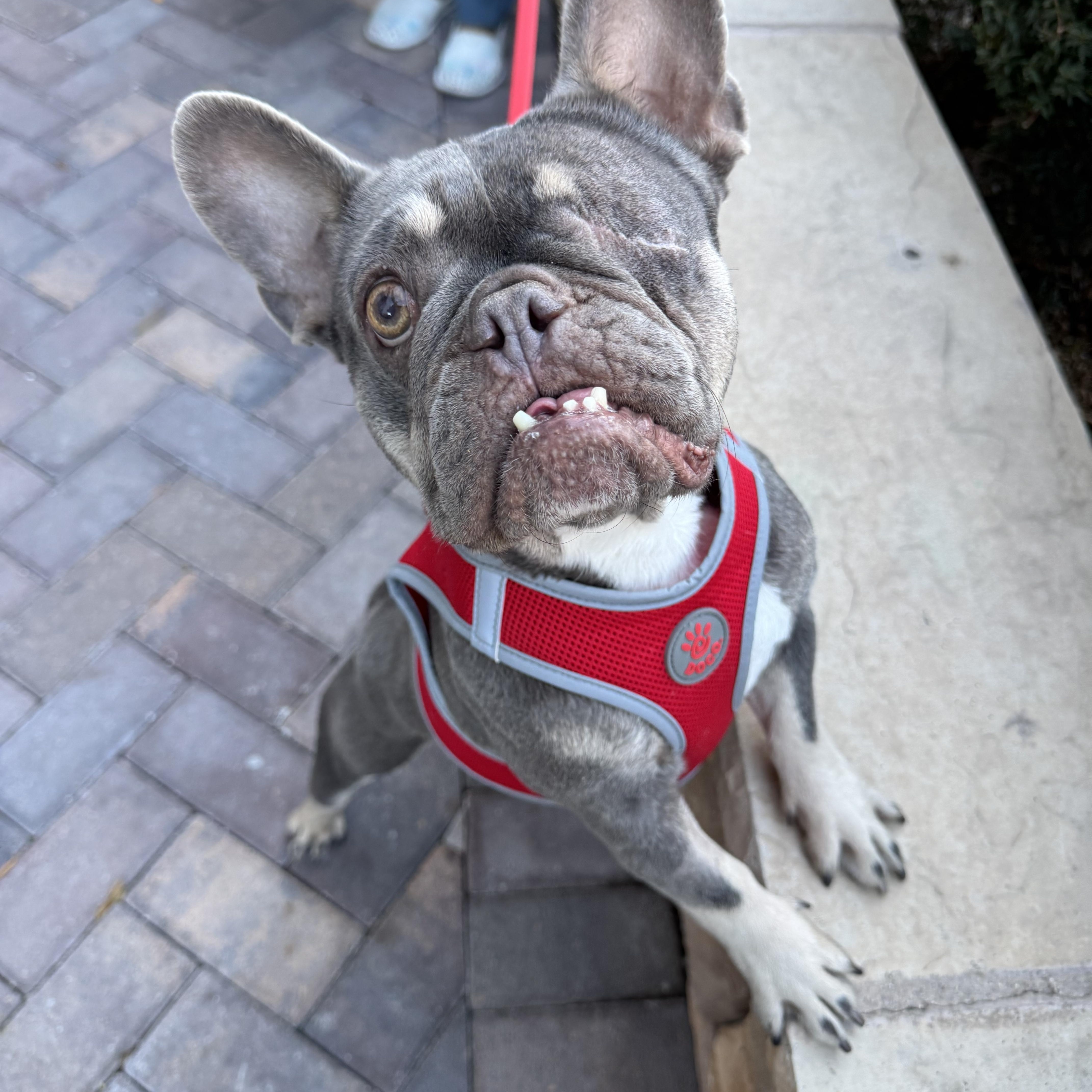 Enlarge Cider, a ADOPTABLE French Bulldog in Henderson, NV image 2/5