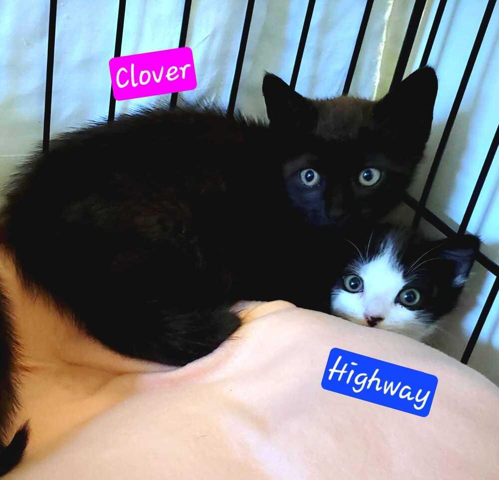 Enlarge Zippy and her kittens, a Adoptable mixed breed in Jessup, MD image 1/4