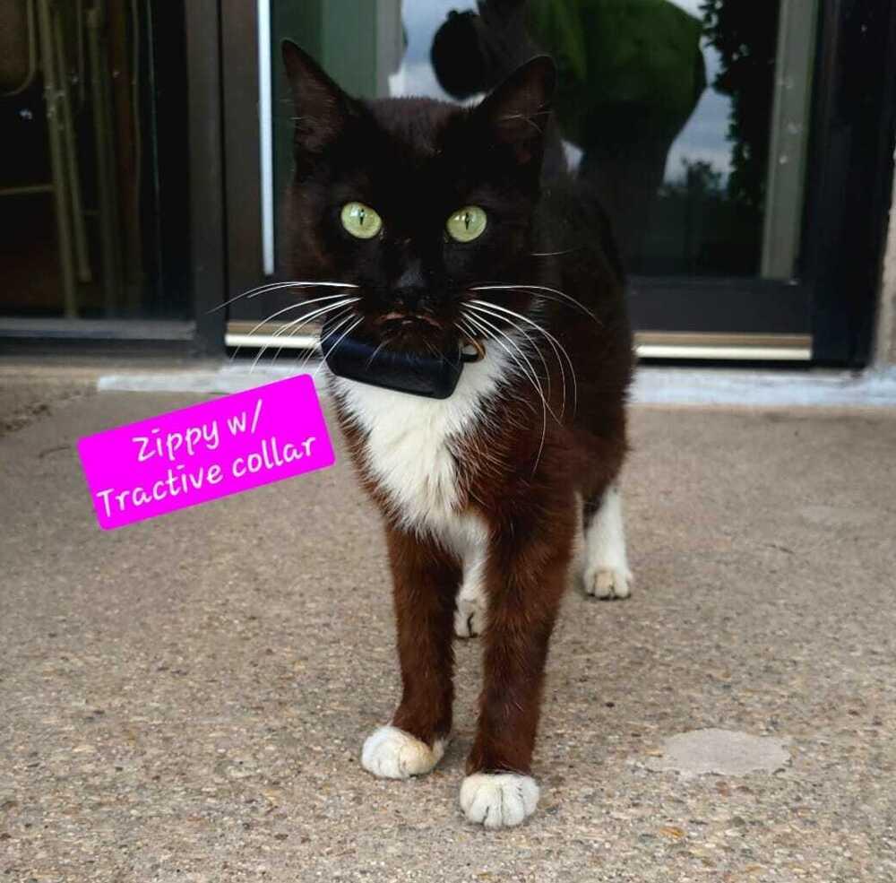 Enlarge Zippy and her kittens, a Adoptable mixed breed in Jessup, MD image 2/4