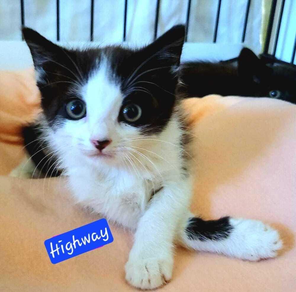 Enlarge Zippy and her kittens, a Adoptable mixed breed in Jessup, MD image 3/4
