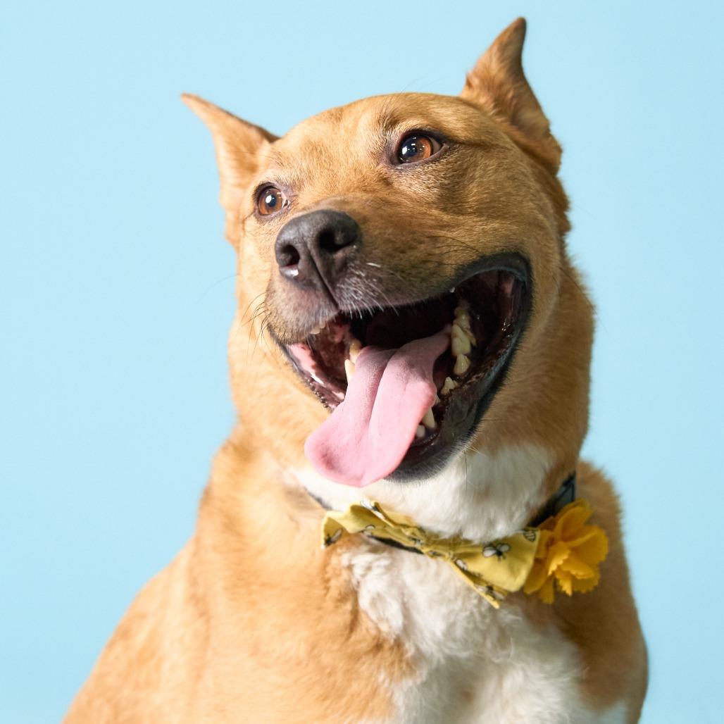 Enlarge Harley, a Adoptable mixed breed in Shawnee, KS image 1/6
