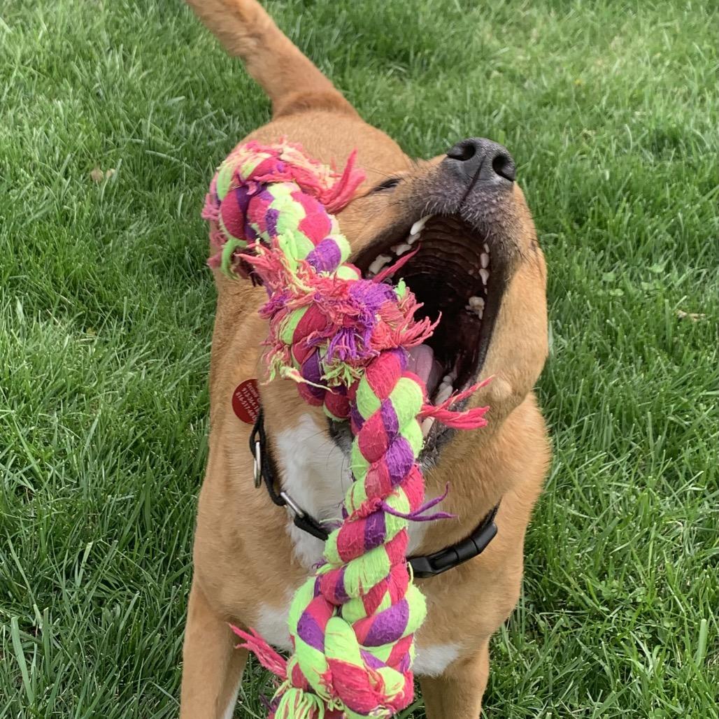 Harley, Adoptable, Adult Female German Shepherd Dog & Mixed Breed.