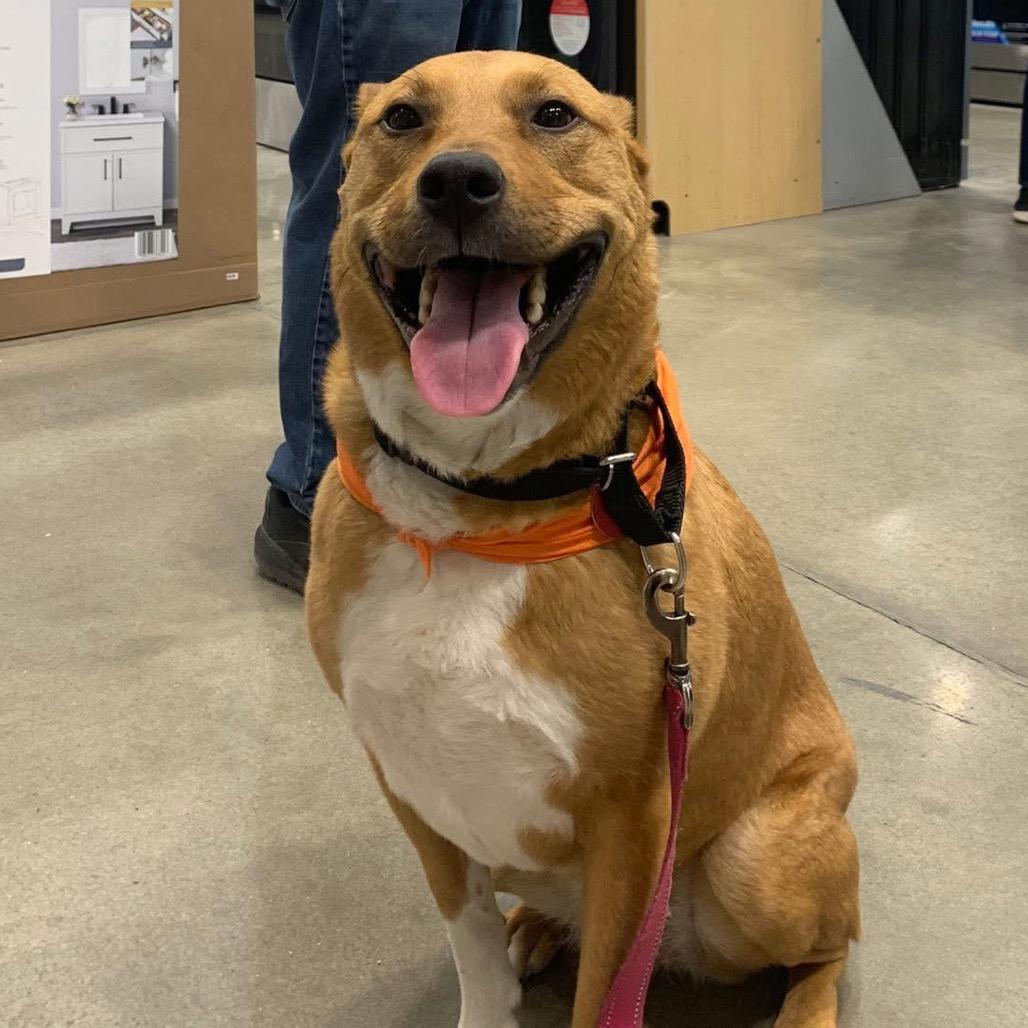 Enlarge Harley, a Adoptable mixed breed in Shawnee, KS image 2/6