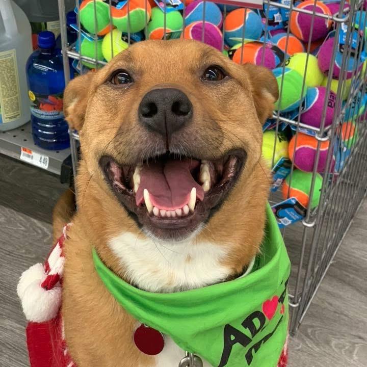 Enlarge Harley, a Adoptable mixed breed in Shawnee, KS image 4/6