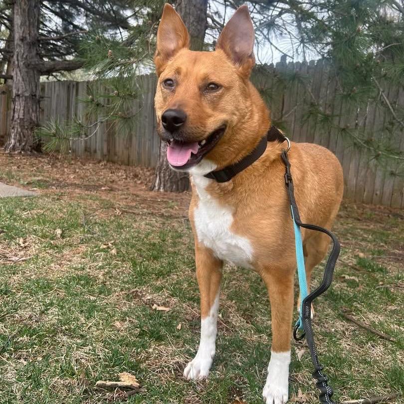 Enlarge Harley, a Adoptable mixed breed in Shawnee, KS image 5/6