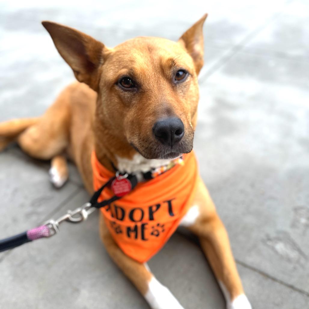 Enlarge Harley, a Adoptable mixed breed in Shawnee, KS image 3/6