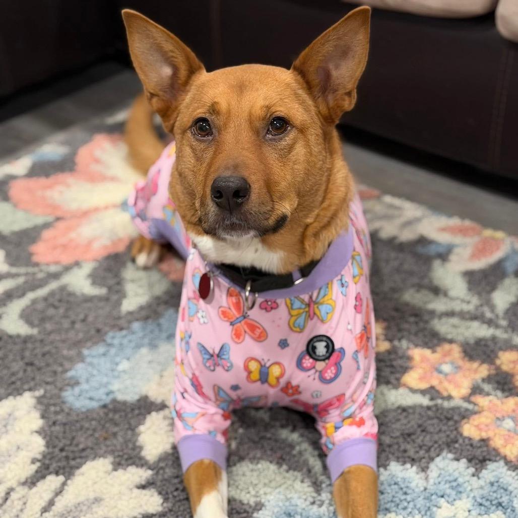 Enlarge Harley, a Adoptable mixed breed in Shawnee, KS image 4/6