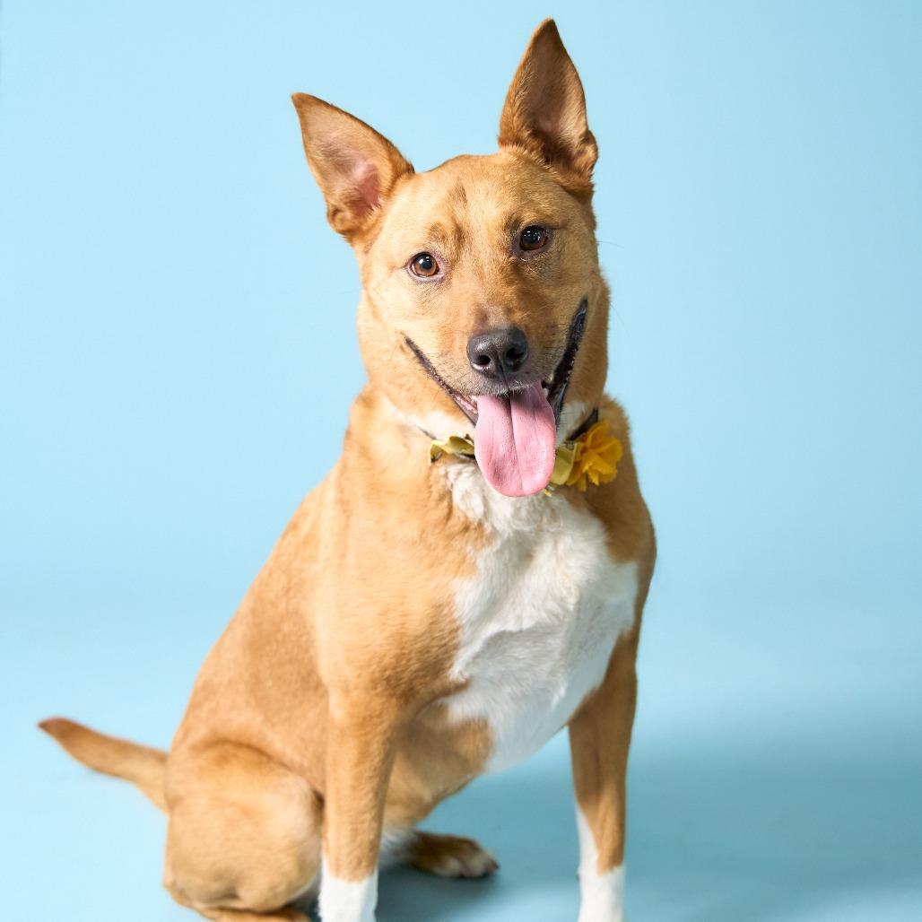 Enlarge Harley, a Adoptable mixed breed in Shawnee, KS image 5/6