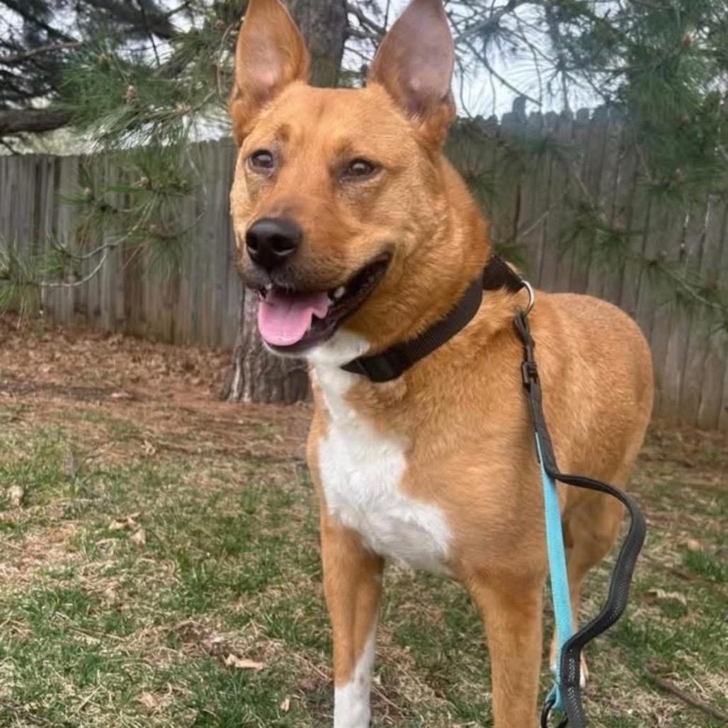 Enlarge Harley, a Adoptable mixed breed in Shawnee, KS image 6/6