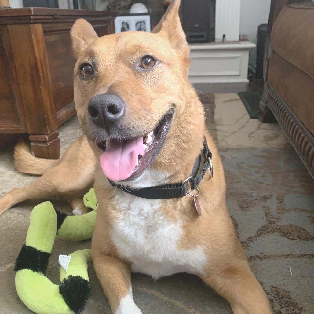 Enlarge Harley, a Adoptable mixed breed in Shawnee, KS image 6/6