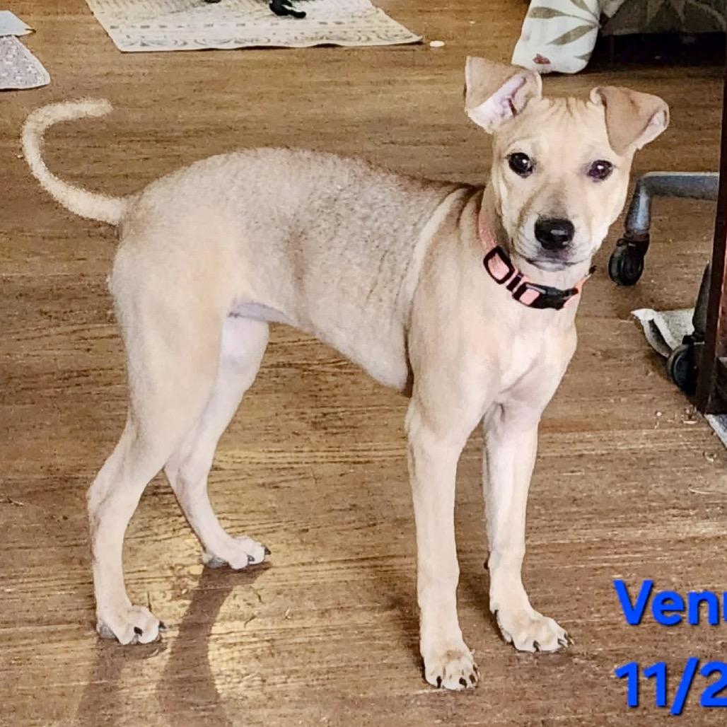 Enlarge Venus, a Adoptable mixed breed in Olathe, KS image 1/3