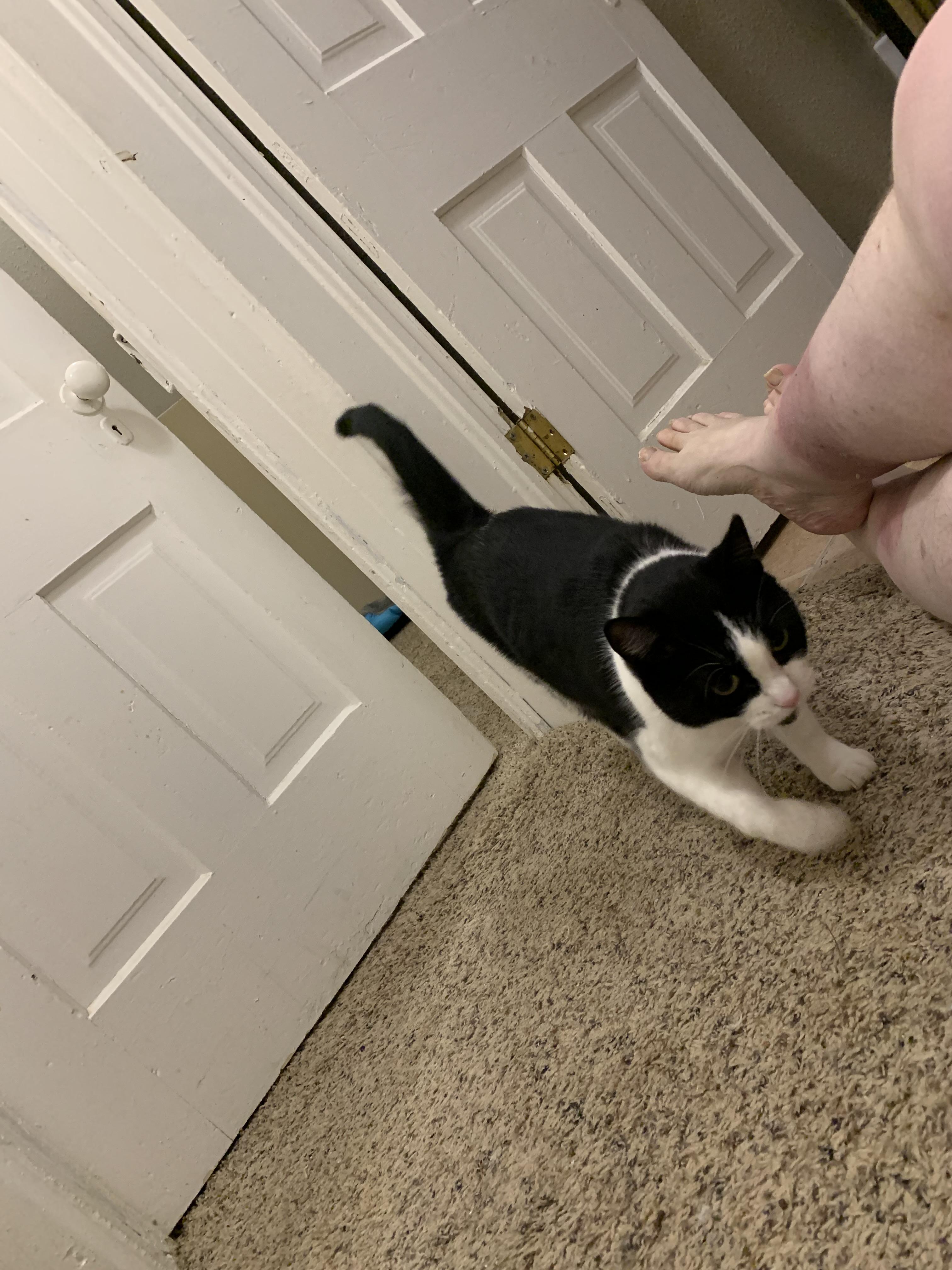 Cookie, ADOPTABLE, Adult Male American Shorthair.