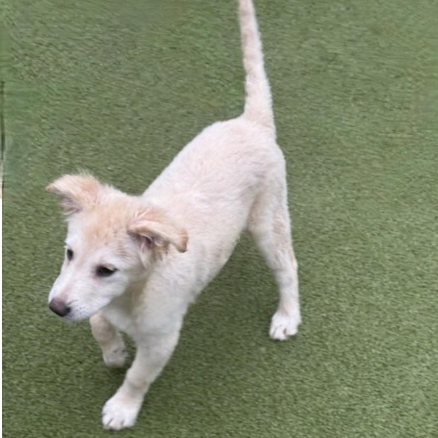 TINSEL, an adopted mixed breed in nanuet, NY image 3/6