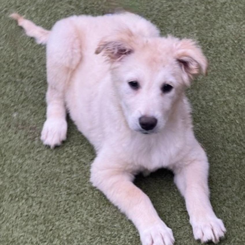 TINSEL, an adopted mixed breed in nanuet, NY image 6/6