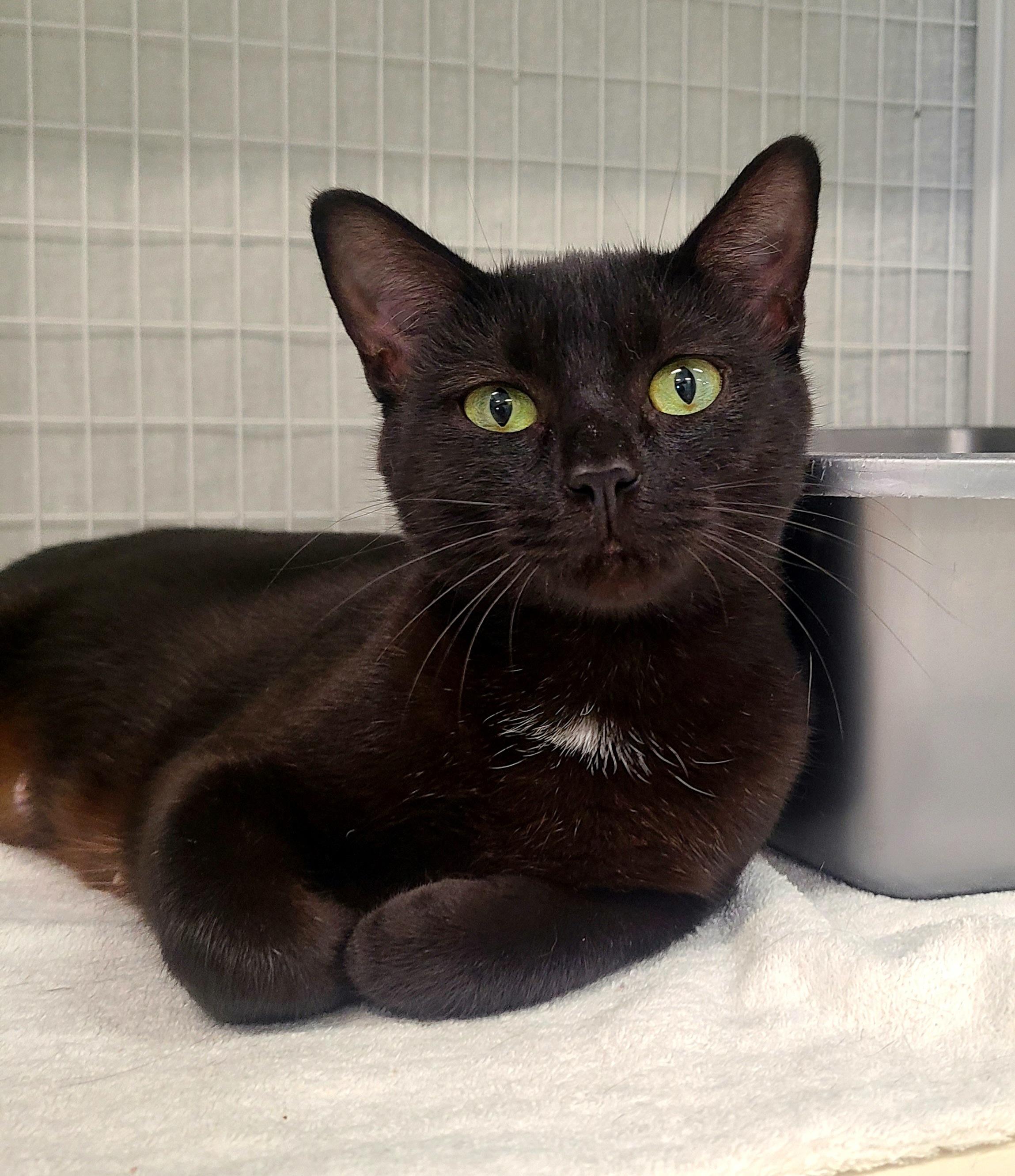 Lucille, ADOPTABLE, Young Female American Shorthair.