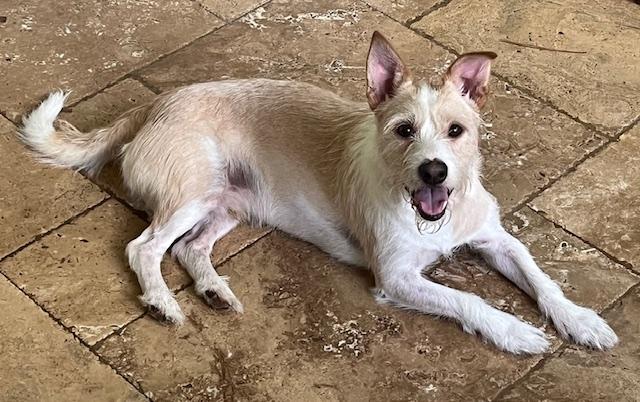 Rowan, Adoptable, Adult Male Terrier & Mixed Breed.