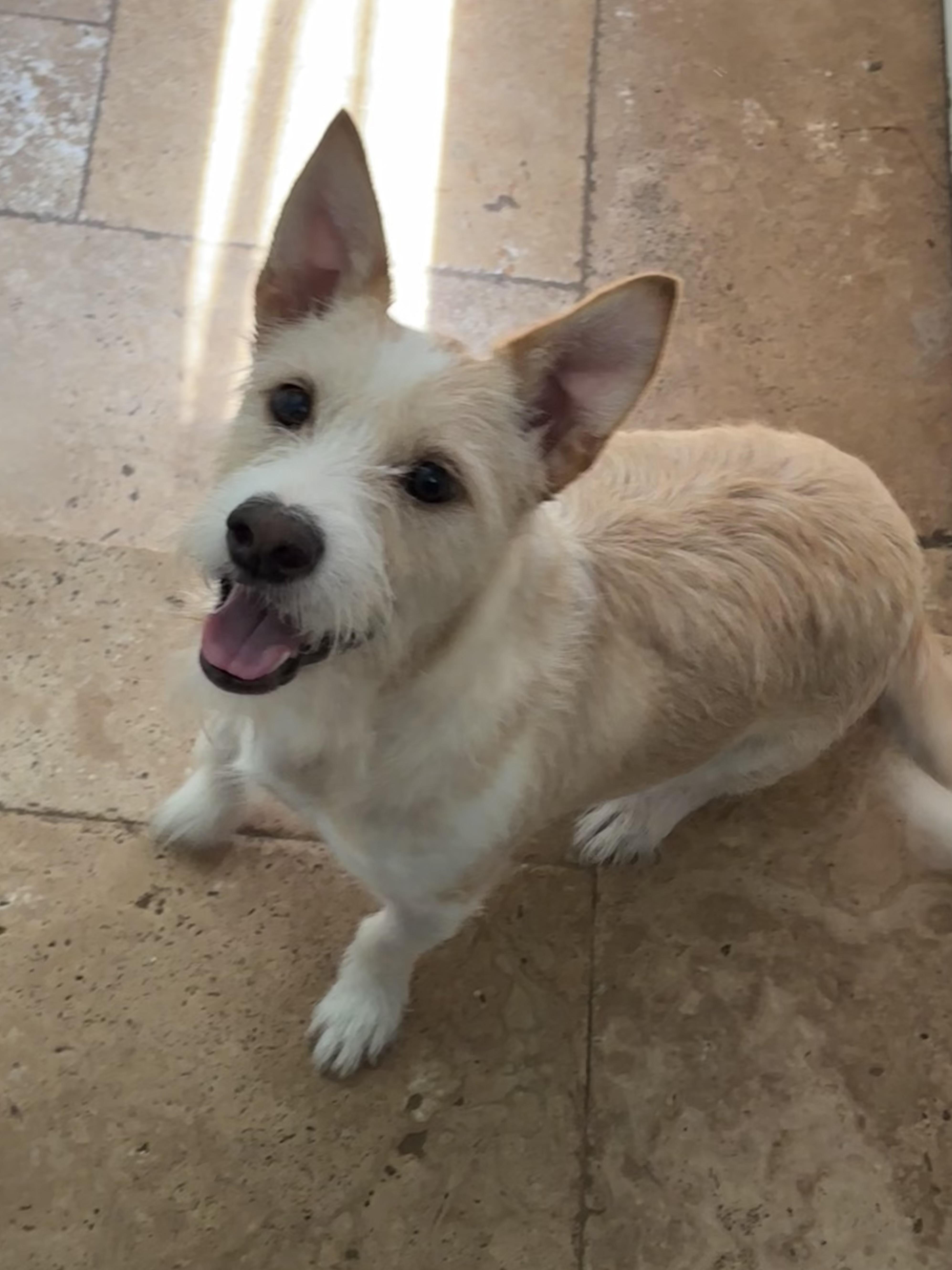 Enlarge Rowan, a Adoptable mixed breed in Spring, TX image 1/3