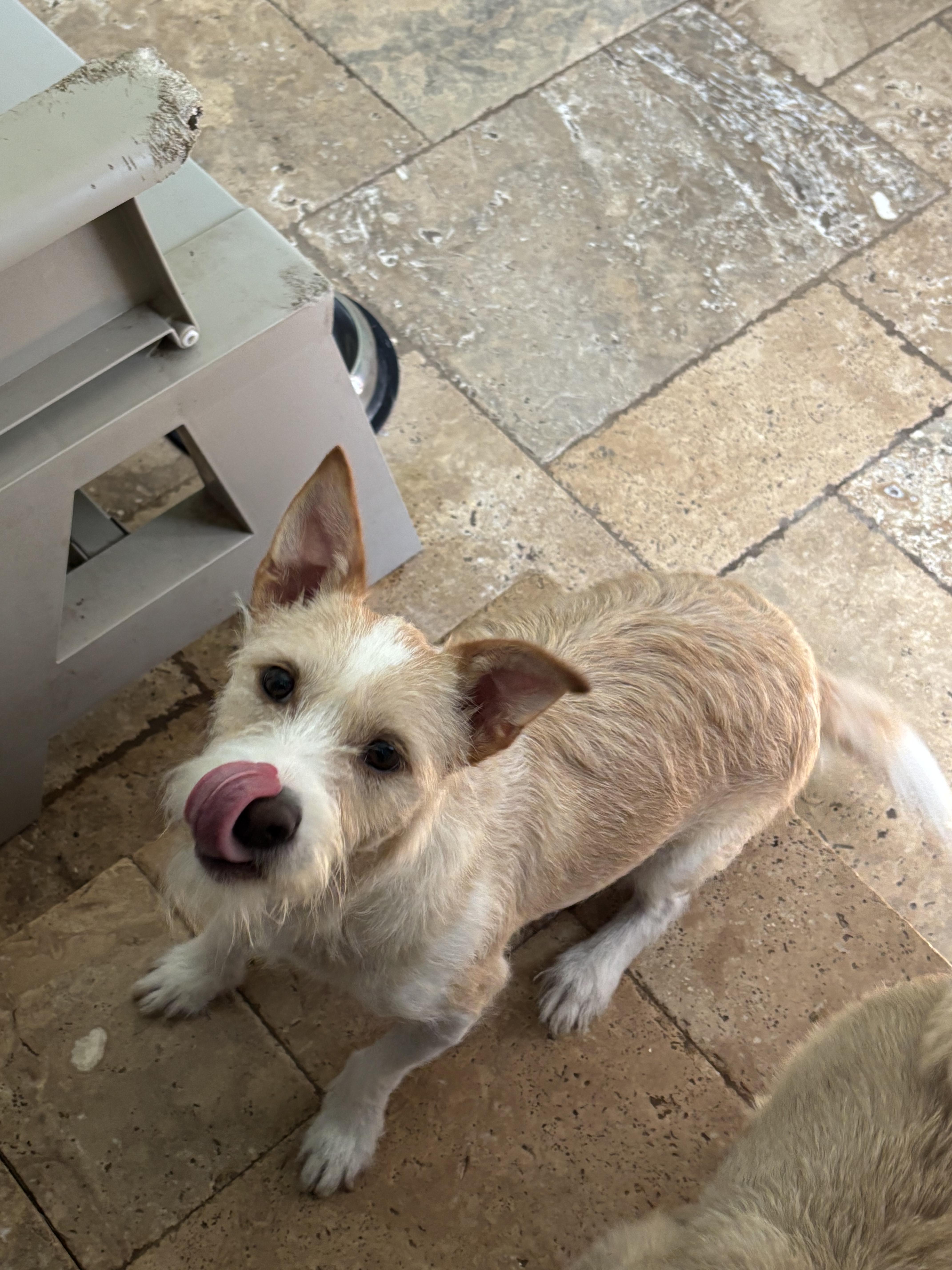 Enlarge Rowan, a Adoptable mixed breed in Spring, TX image 2/3