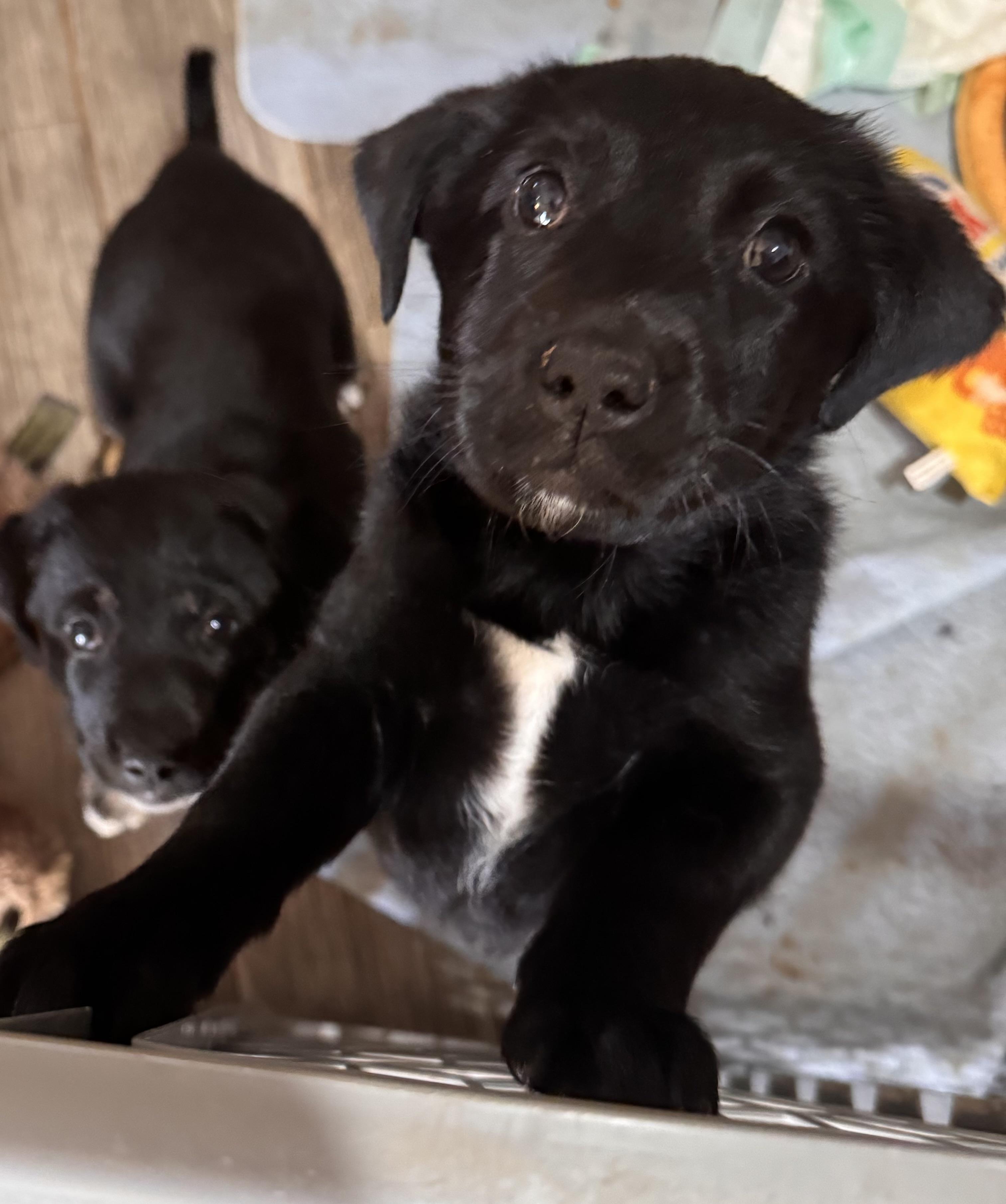 Enlarge Poppy, an adopted mixed breed in Yukon, OK image 3/3