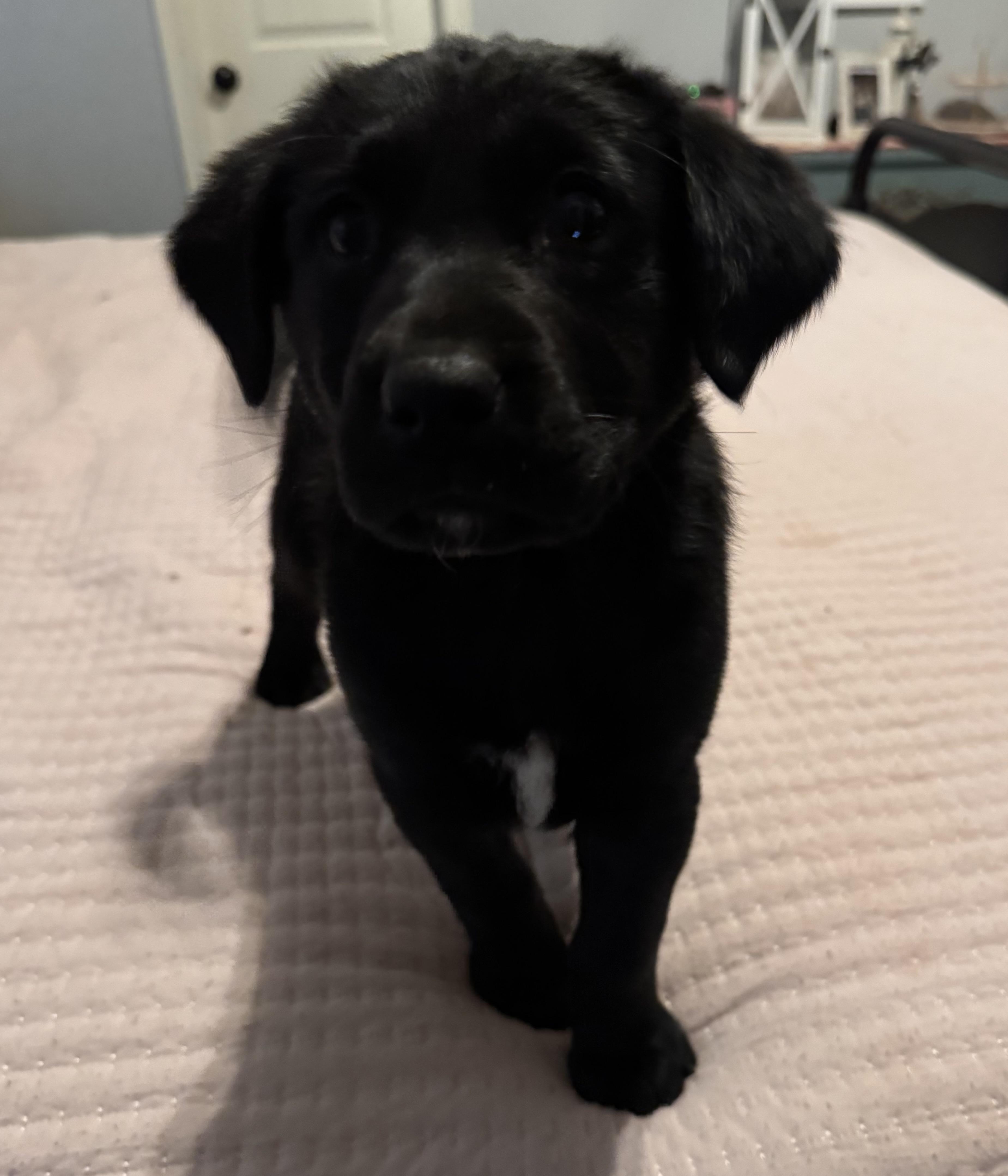 Enlarge Poppy, an adopted mixed breed in Yukon, OK image 2/3