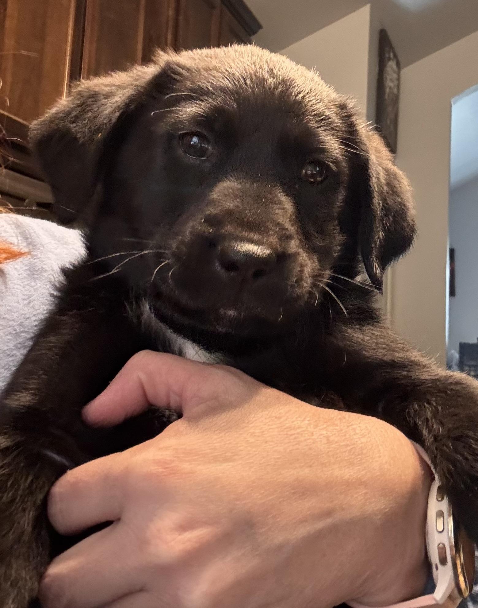 Poppy, adopted, Puppy Female Black Labrador Retriever & Aussiedoodle.