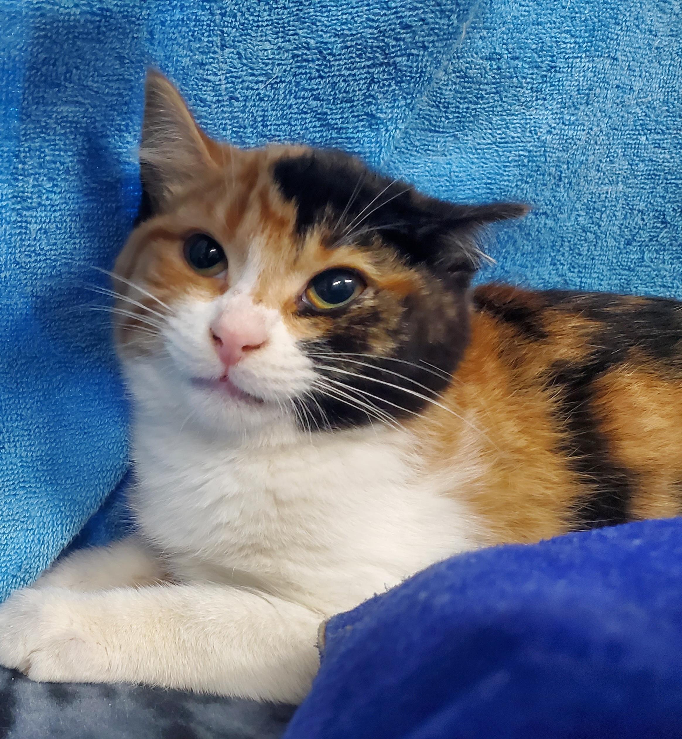 Meela - ADOPTION PENDING , adopted, Kitten Female Calico.