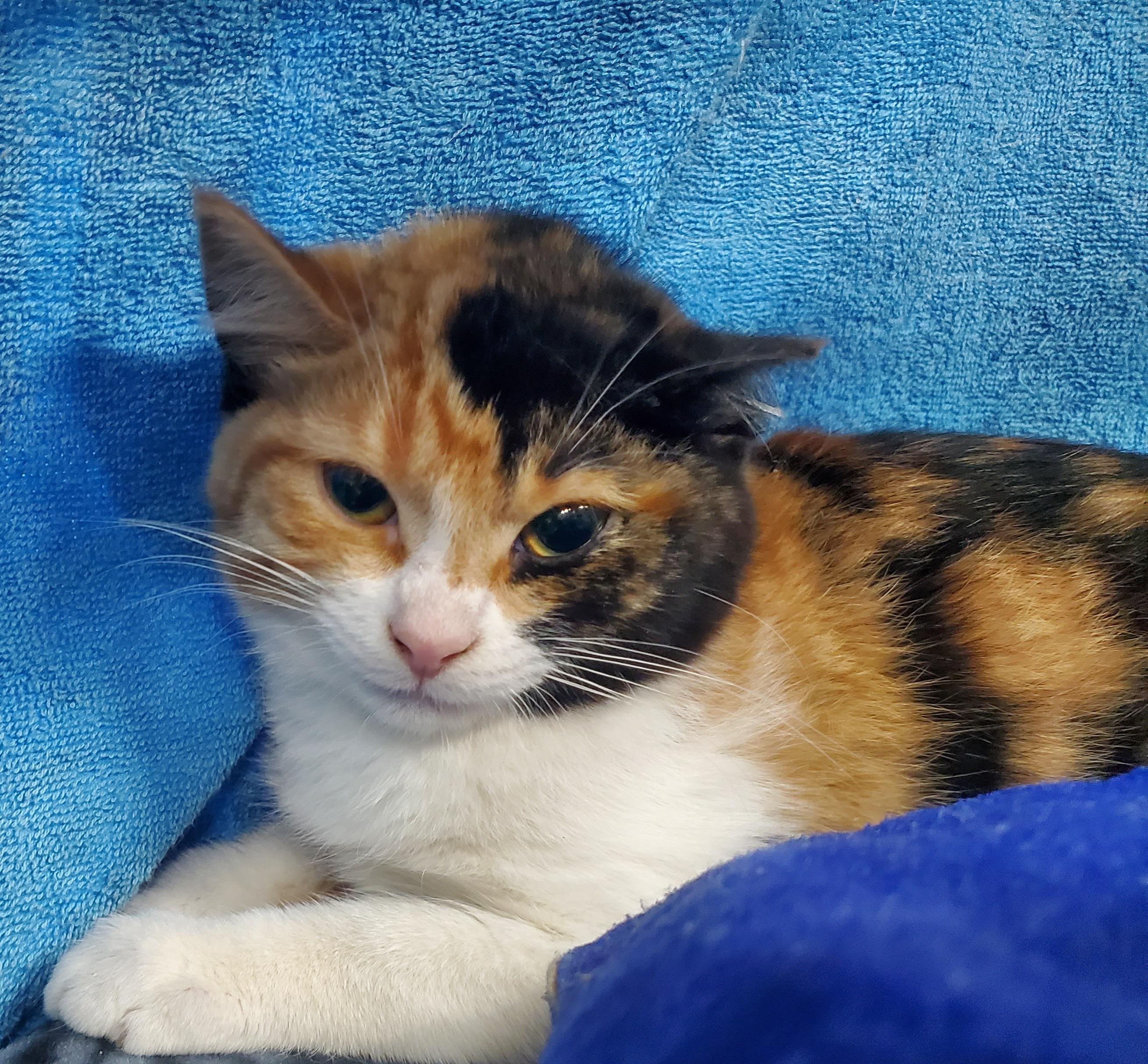 Enlarge Meela - ADOPTION PENDING , an adopted mixed breed in Howell, MI image 2/3