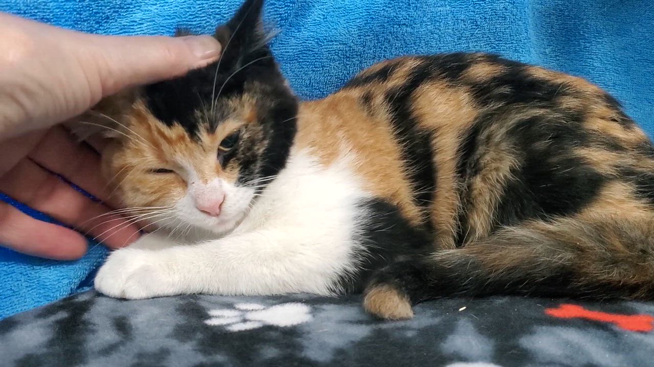 Enlarge Meela - ADOPTION PENDING , an adopted mixed breed in Howell, MI video 3/3