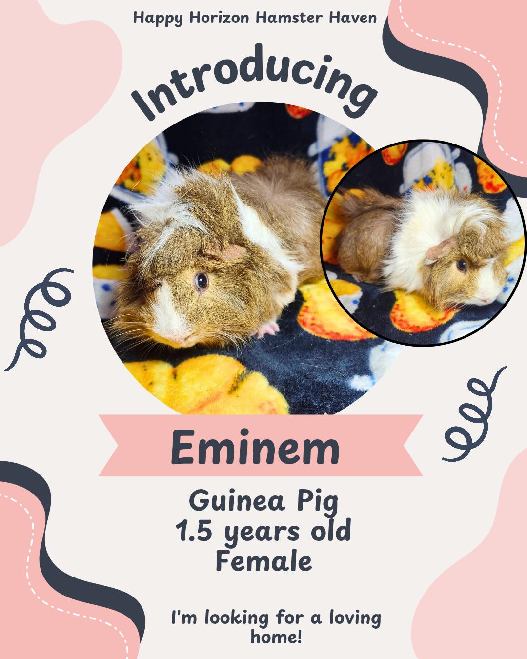 Eminem , ADOPTABLE, Adult Female Abyssinian.