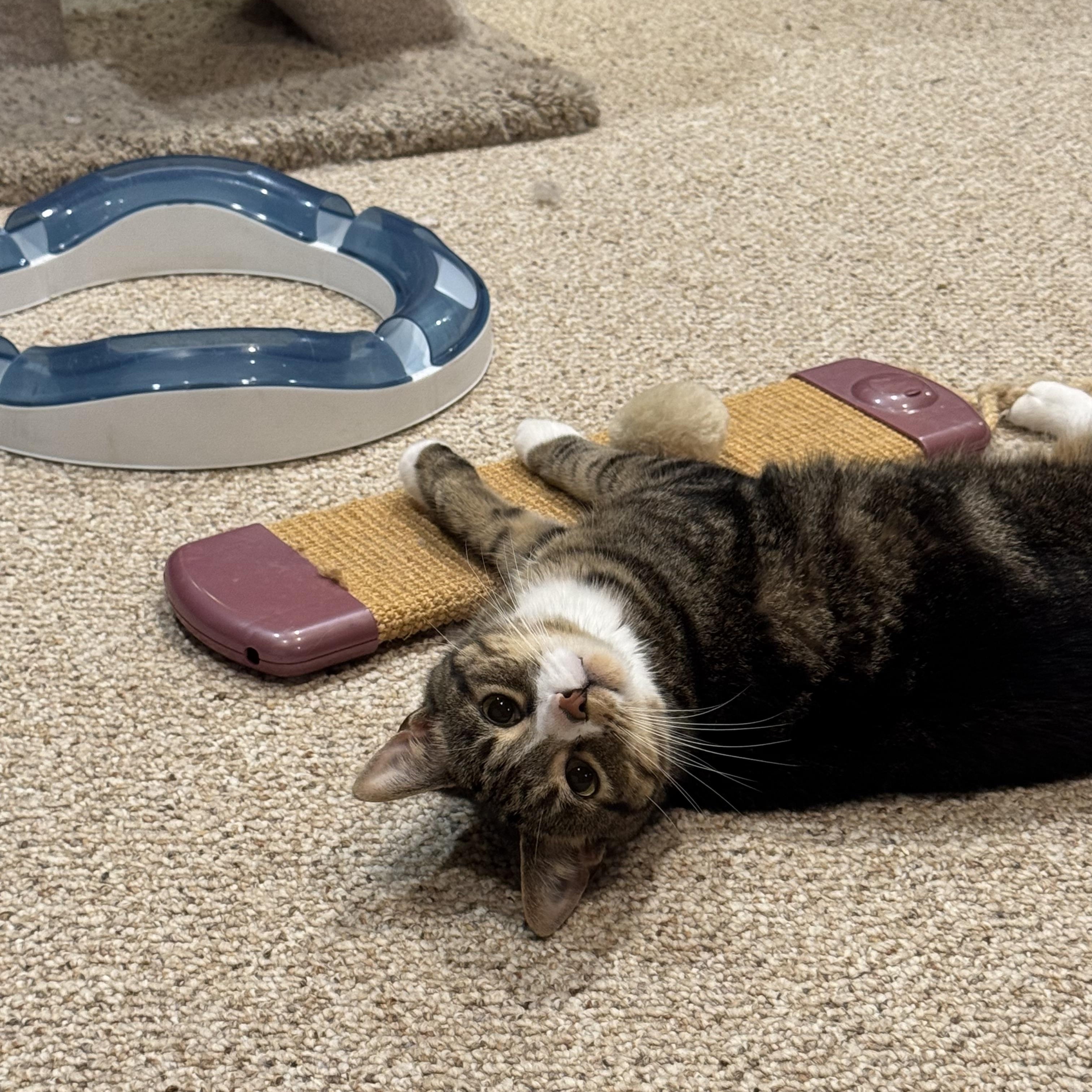 Mowgli - WELCOME TO CHILL TOWN!, adoptable, Adult Male American Shorthair.