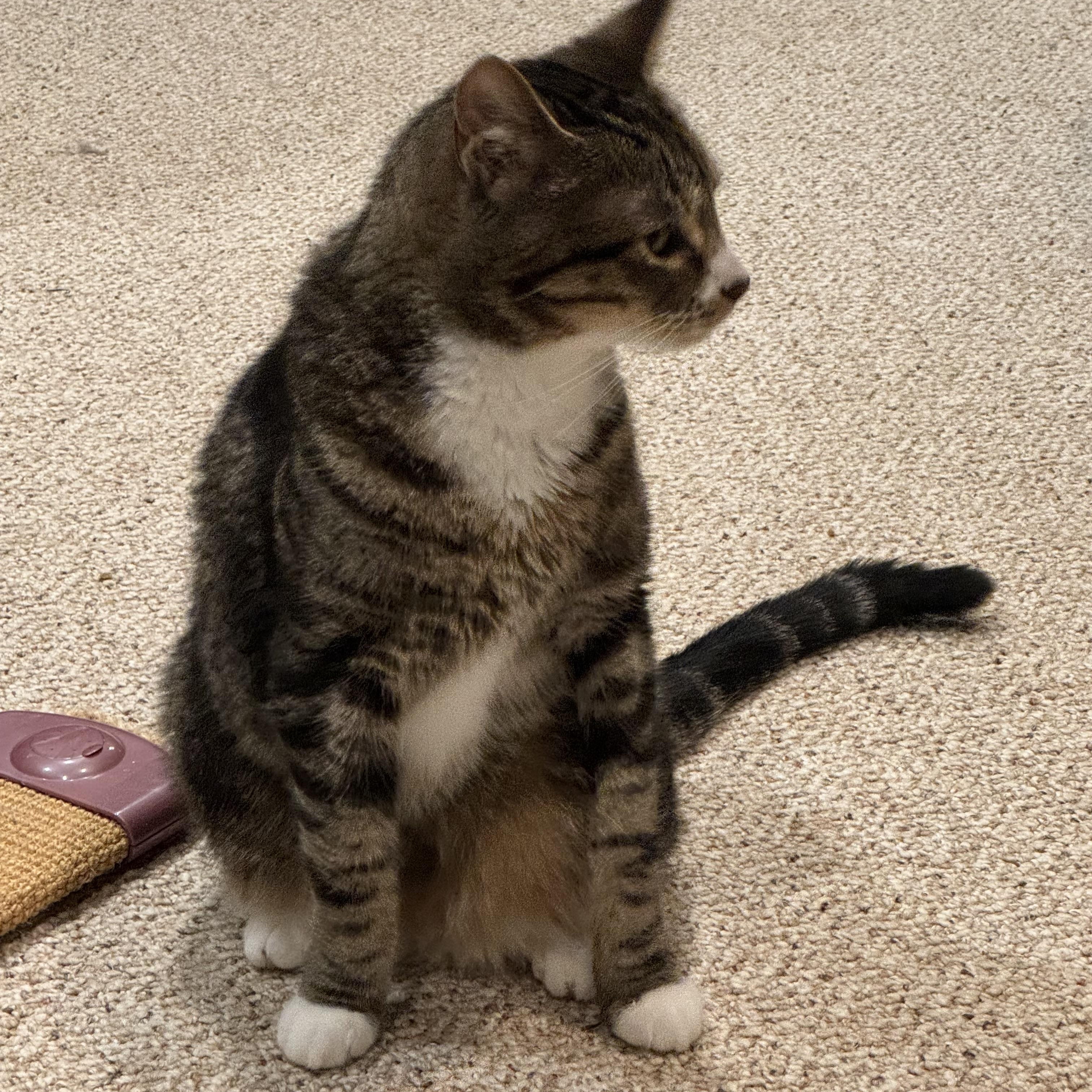 Mowgli - WELCOME TO CHILL TOWN!