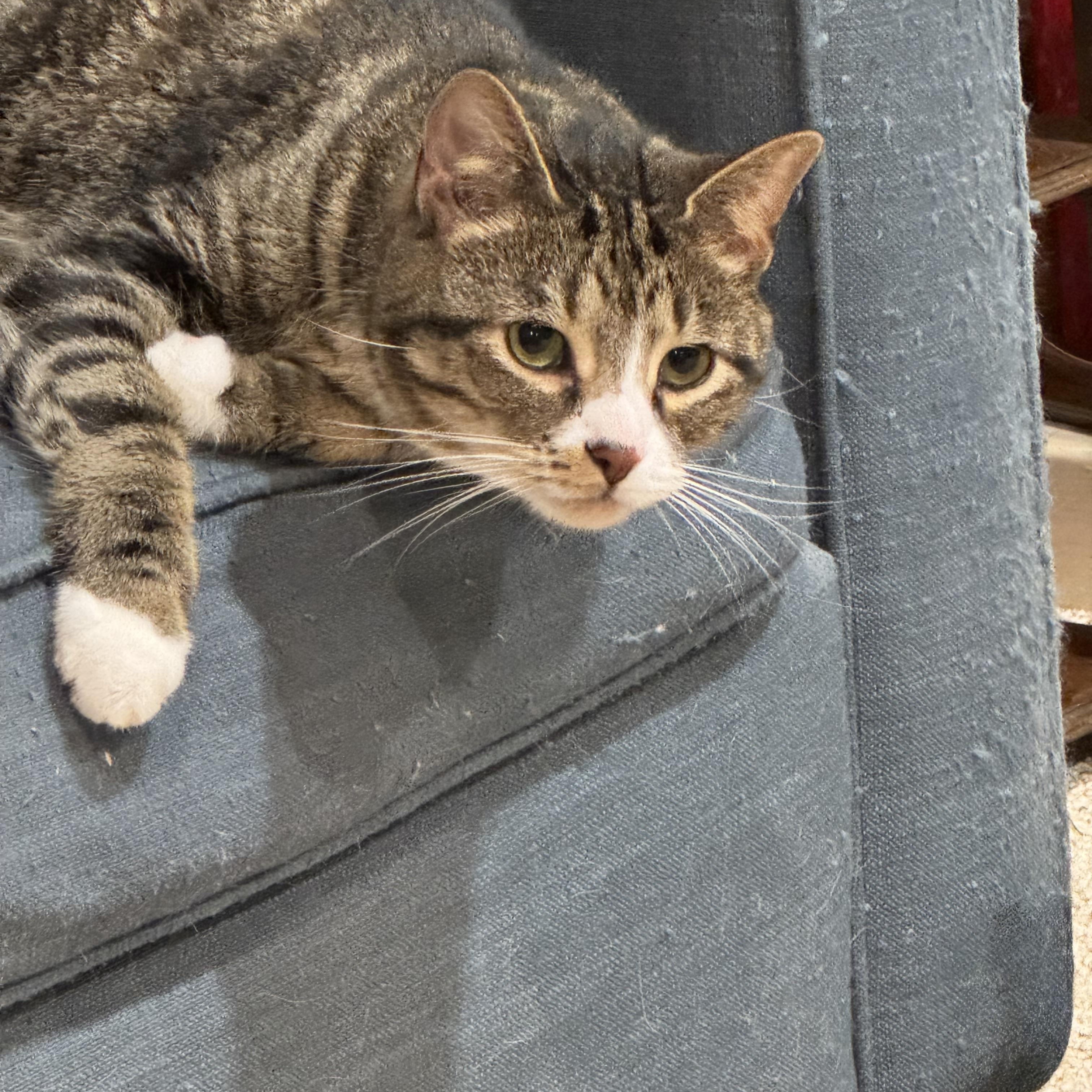 Mowgli - WELCOME TO CHILL TOWN!