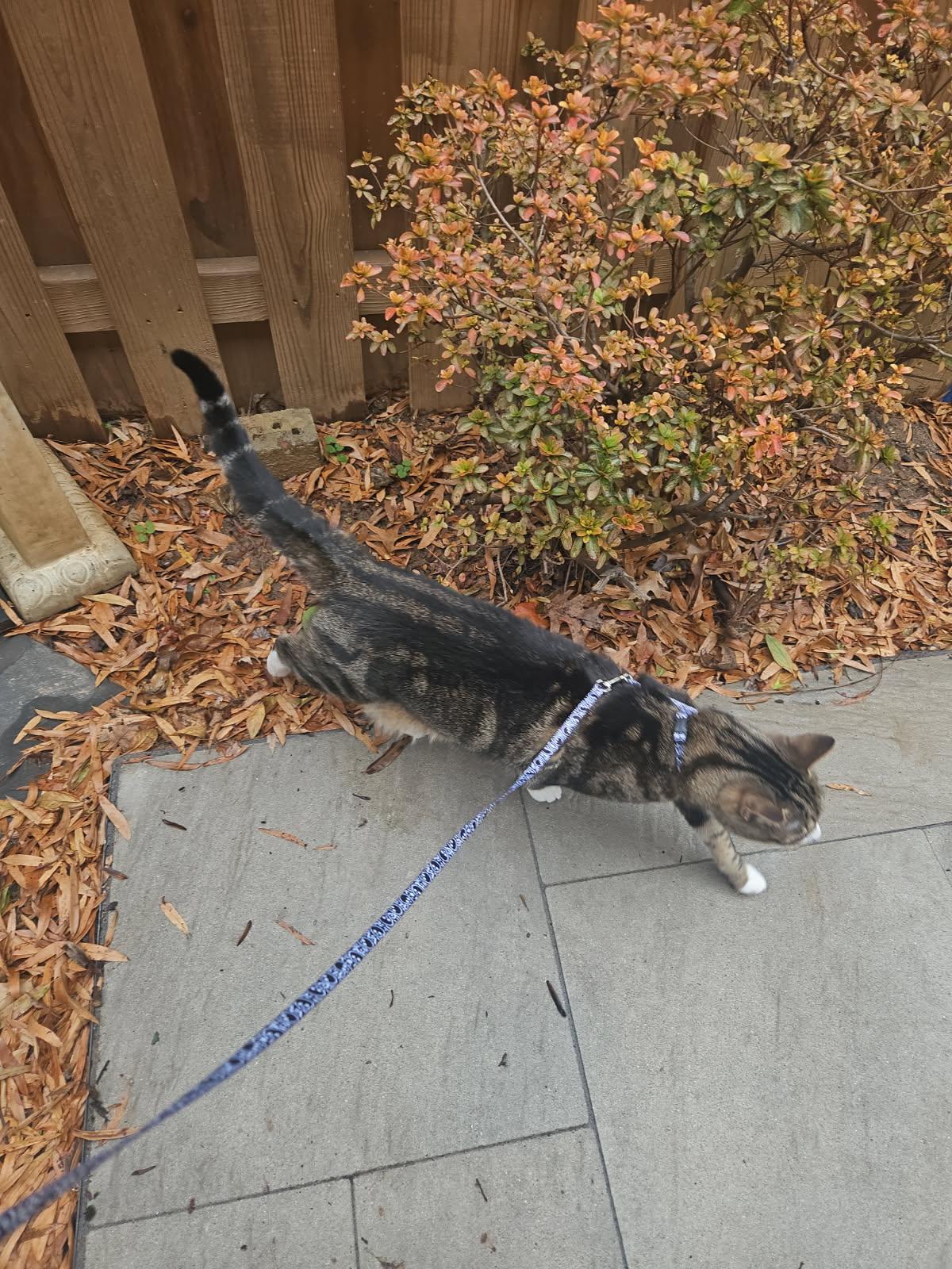 Mowgli  Welcome To thumbnail 3