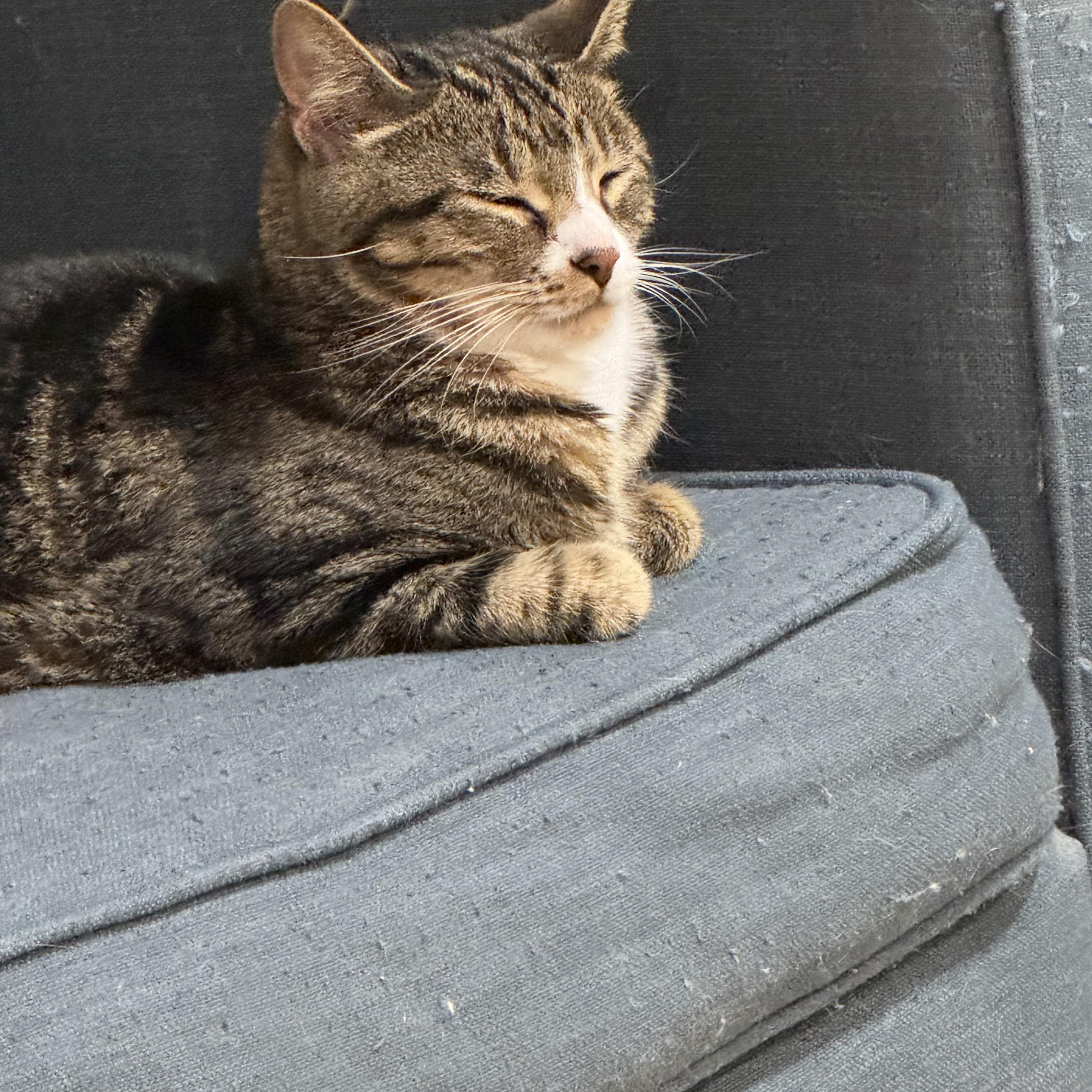 Mowgli - WELCOME TO CHILL TOWN!