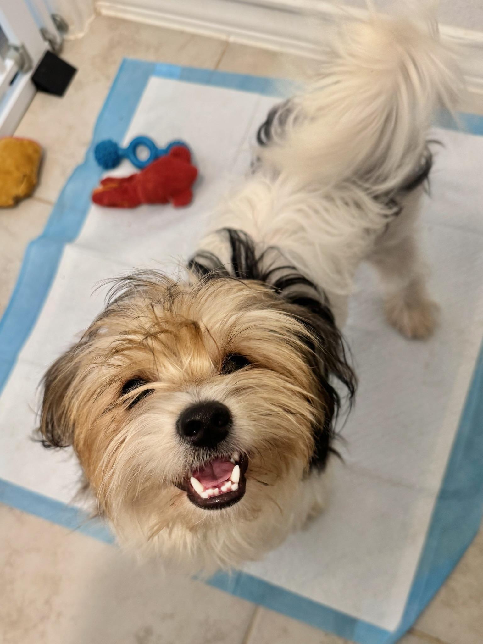 Paddington, a Adoptable mixed breed in Austin, TX image 3/5