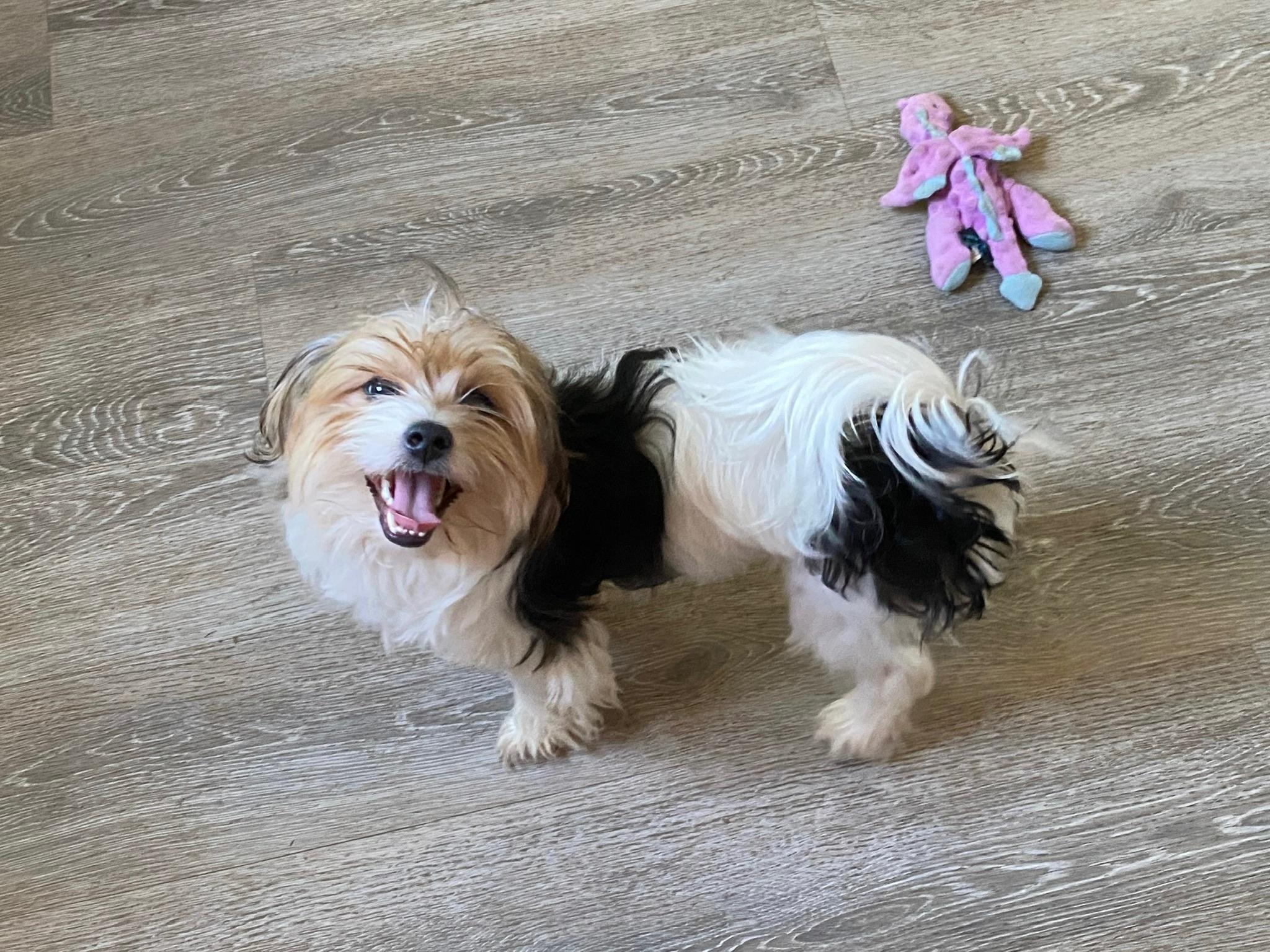 Paddington, a Adoptable mixed breed in Austin, TX image 4/5