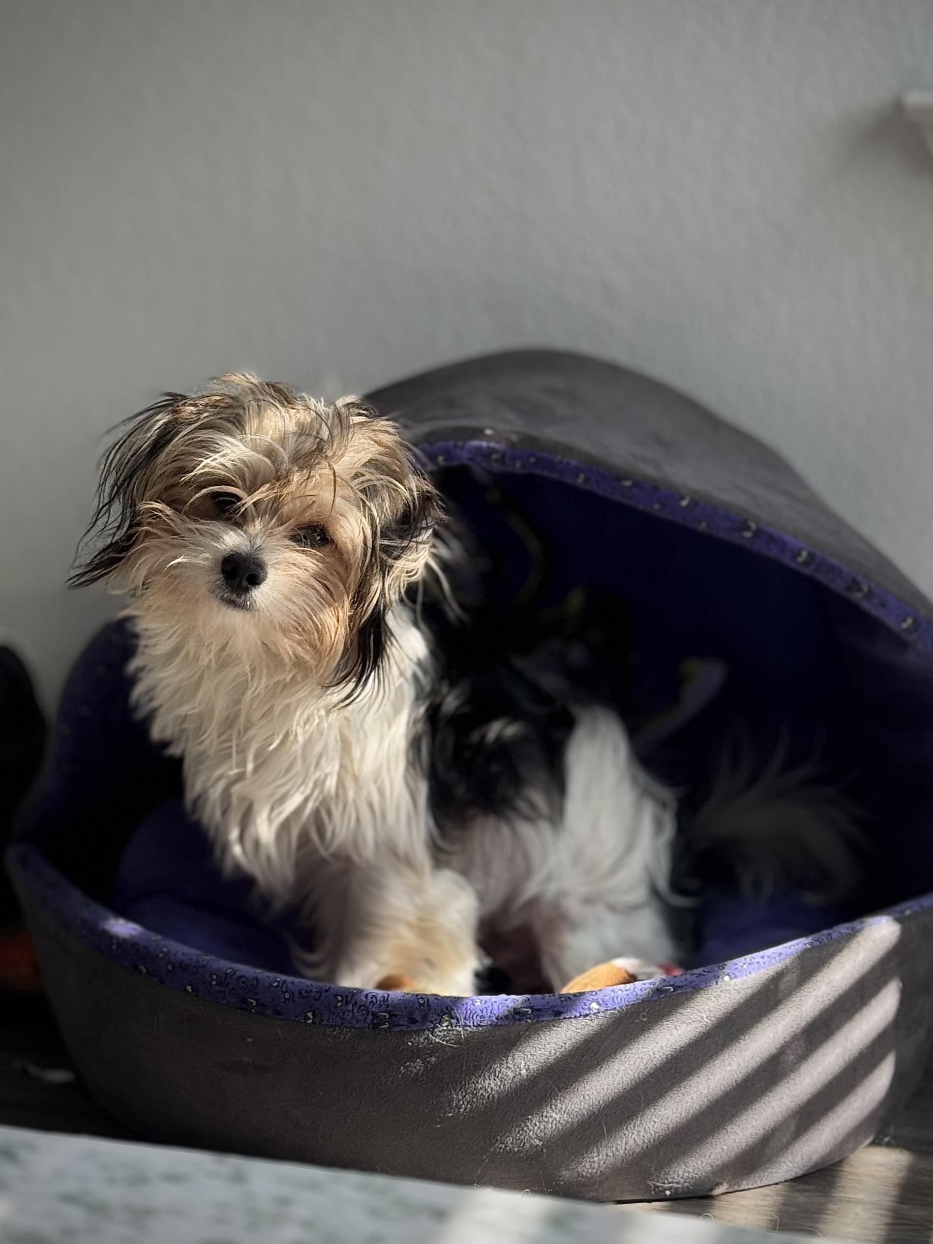 Paddington, a Adoptable mixed breed in Austin, TX image 1/5