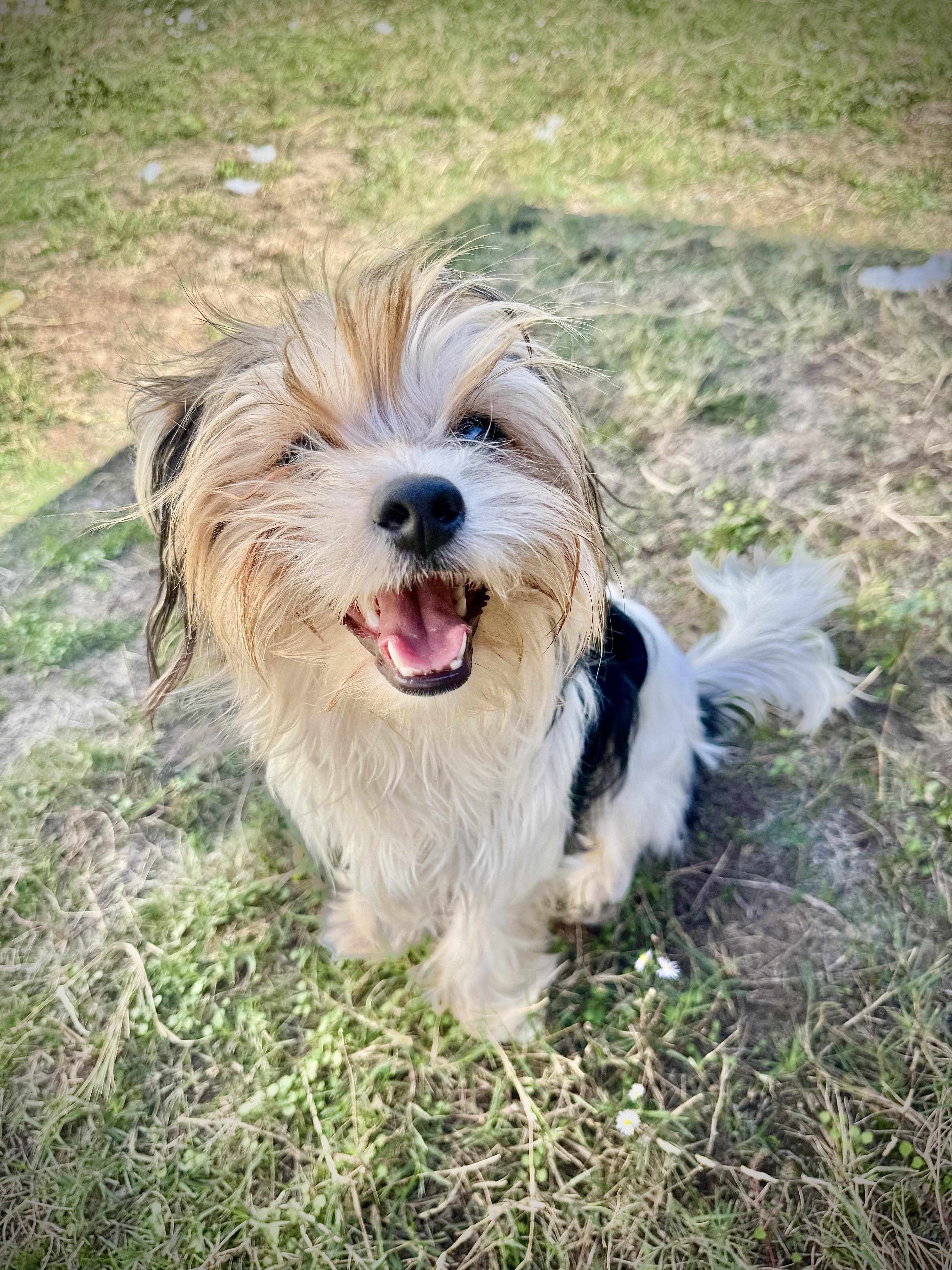 Paddington, a Adoptable mixed breed in Austin, TX image 2/5
