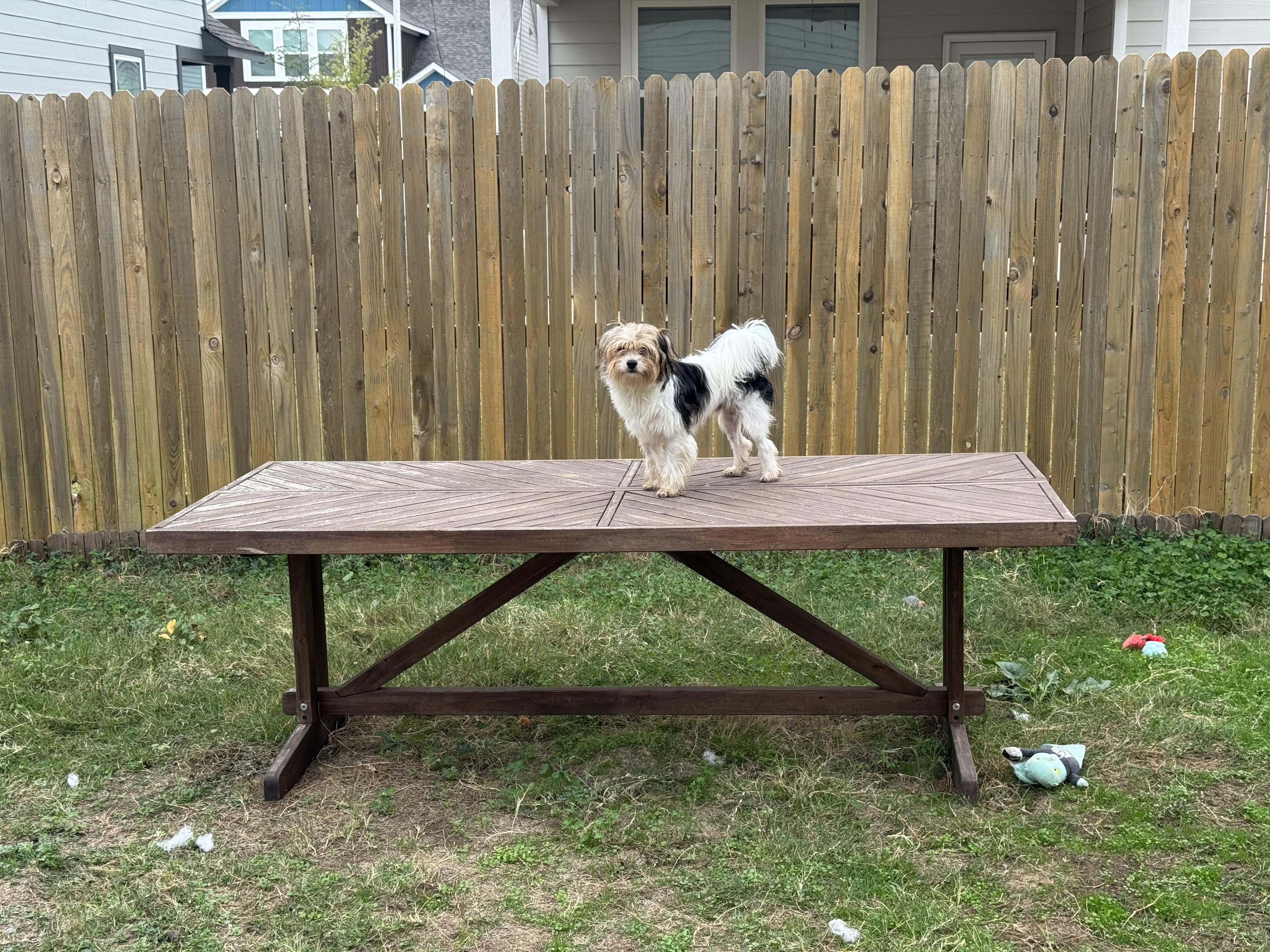 Paddington, a Adoptable mixed breed in Austin, TX image 5/5