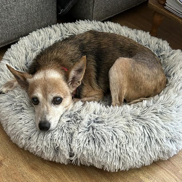 Jax, Adoptable, Senior Male Corgi.