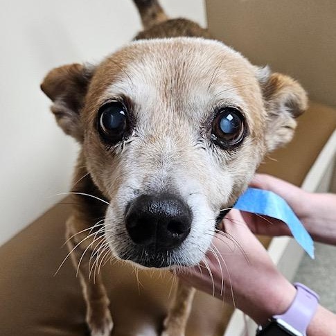 Enlarge Jax, a Adoptable mixed breed in Irmo, SC image 2/2