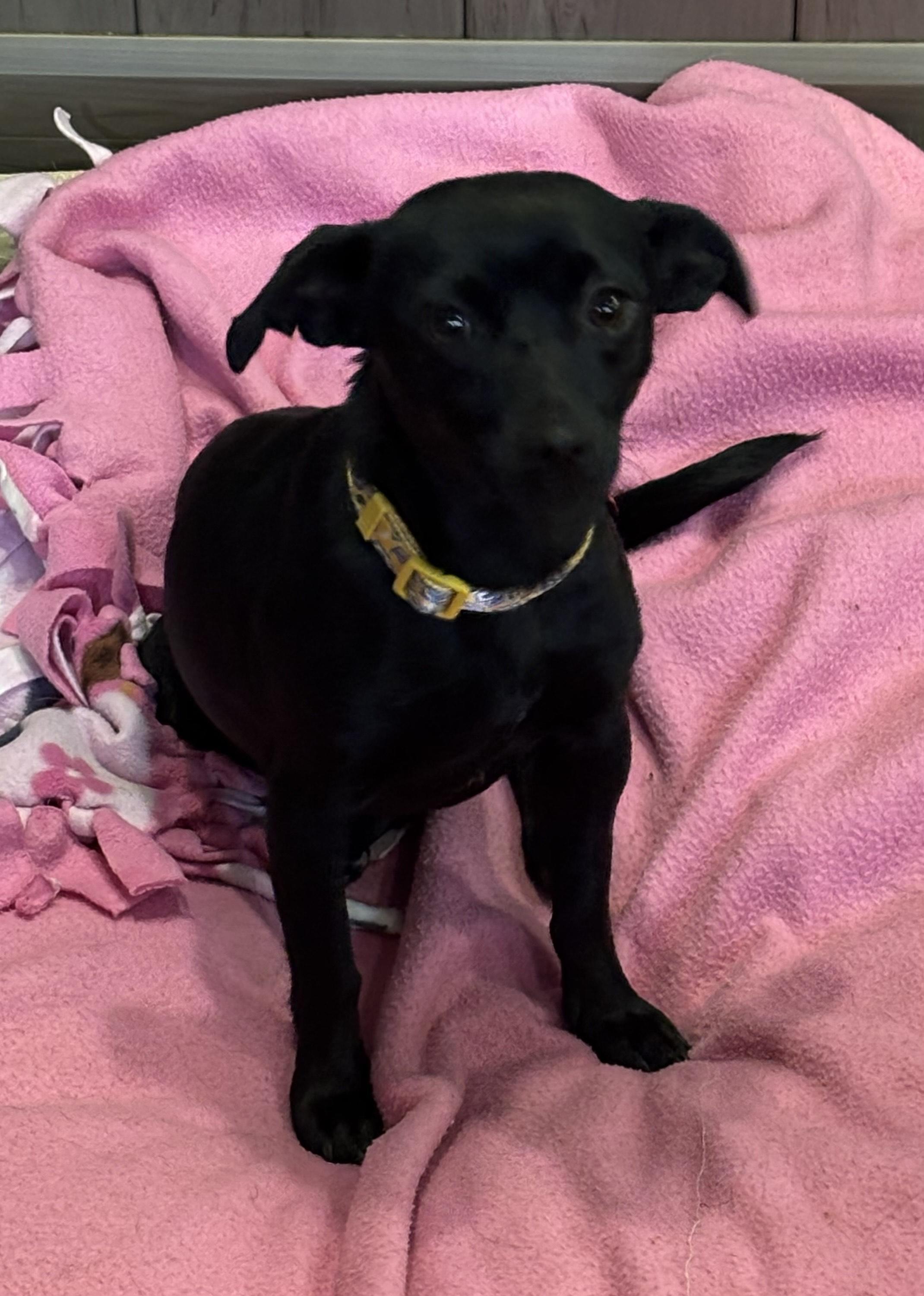 Enlarge Shade, a ADOPTABLE Chihuahua in Thousand Oaks, CA image 1/1