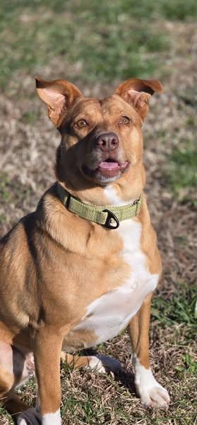 Ginger, Adoptable, Adult Female Labrador Retriever & American Bully.
