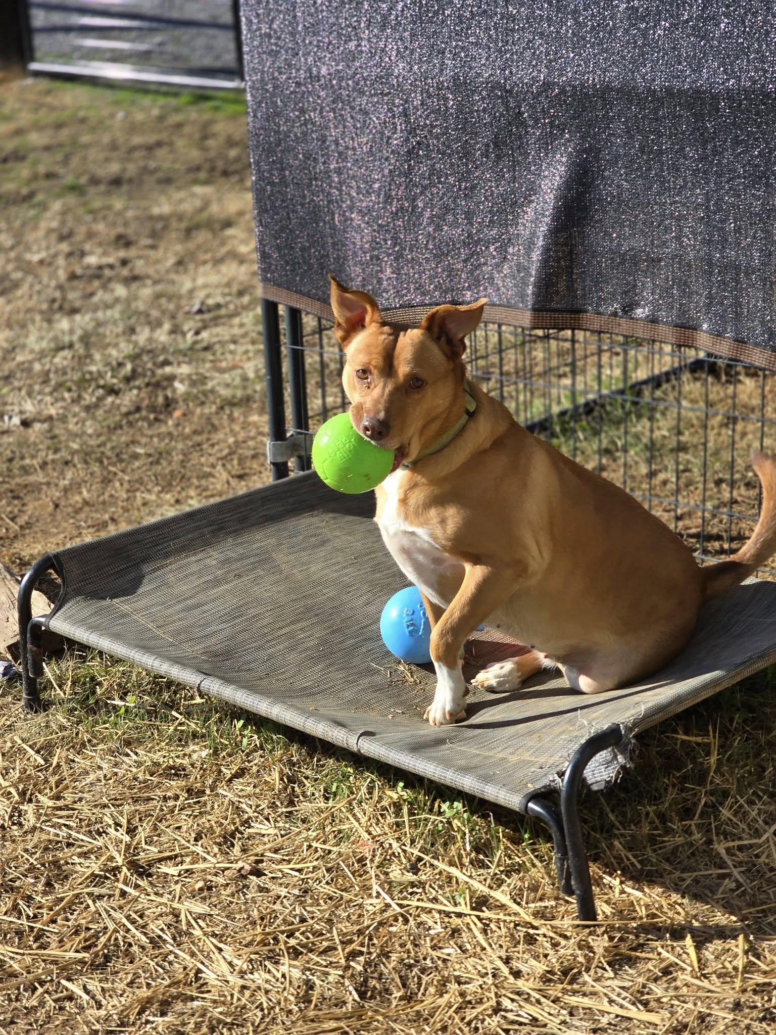 Ginger, an adoptable Labrador Retriever, American Bully in Cullman, AL, 35058 | Photo Image 6