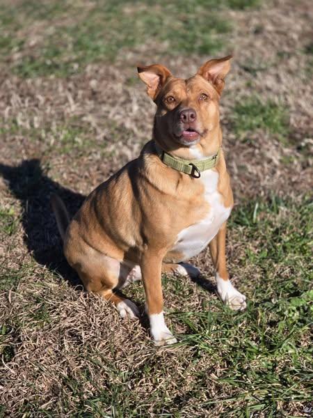 Ginger, an adoptable Labrador Retriever, American Bully in Cullman, AL, 35058 | Photo Image 4