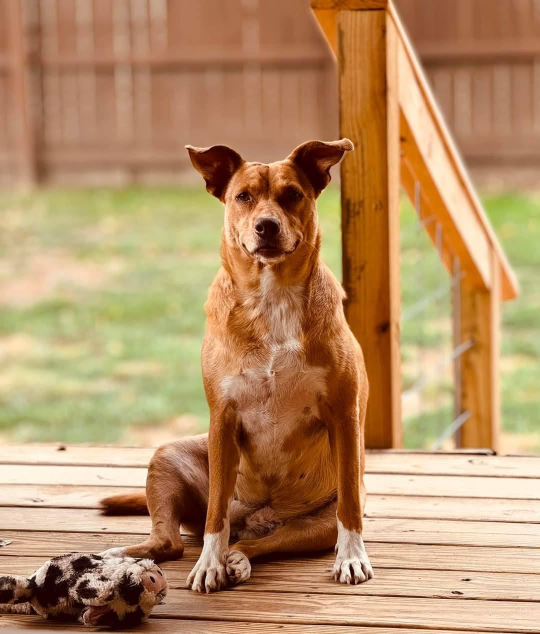 Ginger, a Adoptable mixed breed in Cullman, AL image 4/6